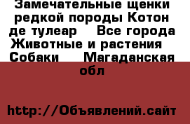 Замечательные щенки редкой породы Котон де тулеар  - Все города Животные и растения » Собаки   . Магаданская обл.